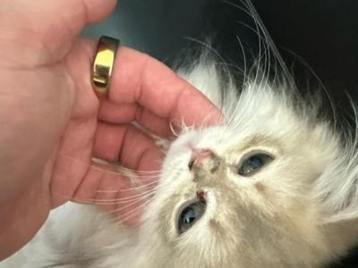 Benjamin Blue Golden Longhair Male - British Shorthair - Gallery Photo #1