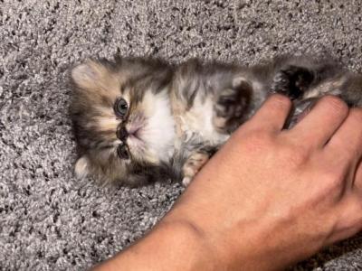 Persians - Persian - Gallery Photo #1