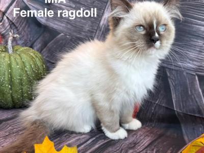 MIA - Ragdoll - Gallery Photo #1