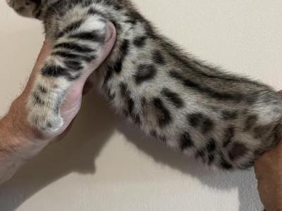 Bengal  Boys - Bengal - Gallery Photo #1