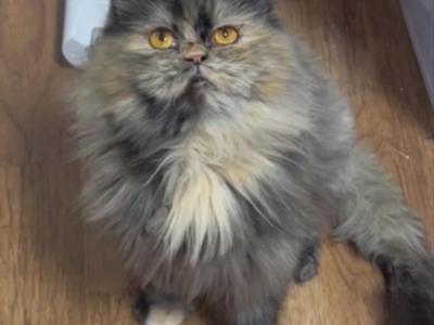 Purebred Persian - Persian - Gallery Photo #1
