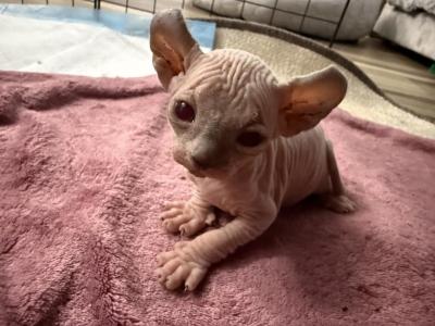 Garnet - Sphynx - Gallery Photo #1