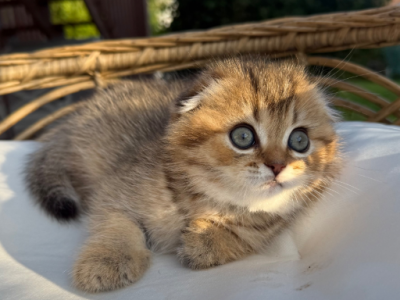 Yoshi - Scottish Fold - Gallery Photo #1