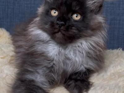 Hestia - Maine Coon - Gallery Photo #1