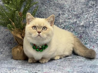 Portland Mosik Munchkin Kitten - Munchkin - Gallery Photo #1