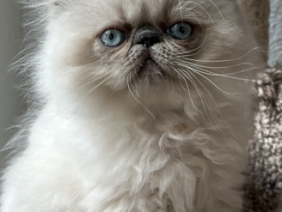 Baby Blue - Himalayan - Gallery Photo #1