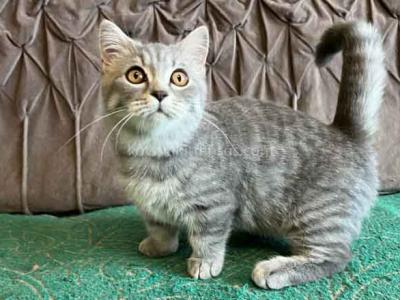Xefir Blue Tabby Munchkin Boy With Short Legs - Munchkin - Gallery Photo #1