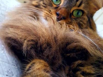 JAques Custo - Domestic - Gallery Photo #1