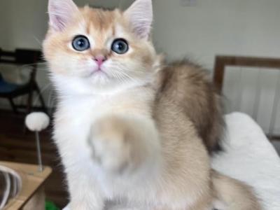 Lamajeur Cattery Golden Kitten - British Shorthair - Gallery Photo #1