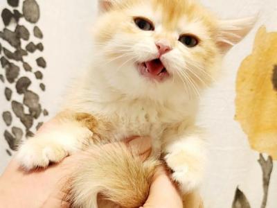 British Shorthair Orange Chinchilla Kitten Richie - British Shorthair - Gallery Photo #1