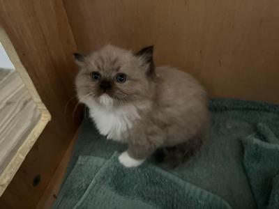 Eliza - Ragdoll - Gallery Photo #1