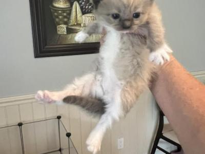 Fiona - Ragdoll - Gallery Photo #1