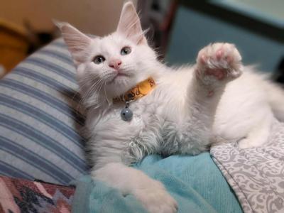 Rex - Maine Coon - Gallery Photo #1