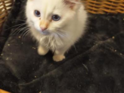 One Kitten Flame Point - Siamese - Gallery Photo #1