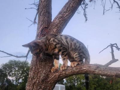 Bear - Bengal - Gallery Photo #1