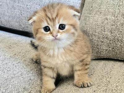 Scottish Fold Male - Scottish Fold - Gallery Photo #1