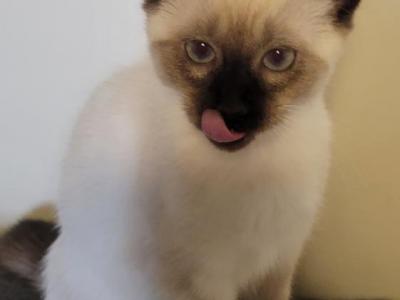 Evie - Siamese - Gallery Photo #1