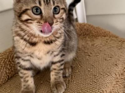 Gal - Bengal - Gallery Photo #1