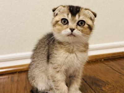 PENNY Scottish Fold Female - Scottish Fold - Gallery Photo #1