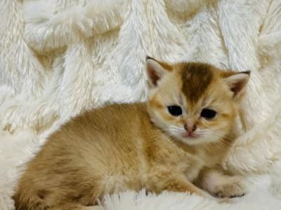 RAY Male - British Shorthair - Gallery Photo #1