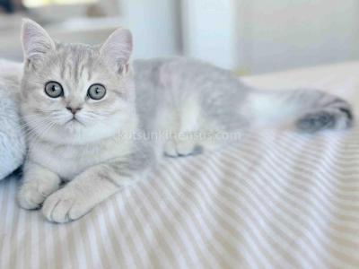 Temecula CA Plushy Bear Blue Tabby Girl Bijou - Scottish Straight - Gallery Photo #1