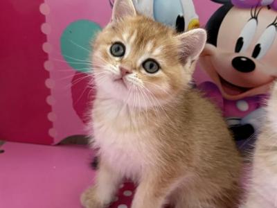 Tommy - British Shorthair - Gallery Photo #1