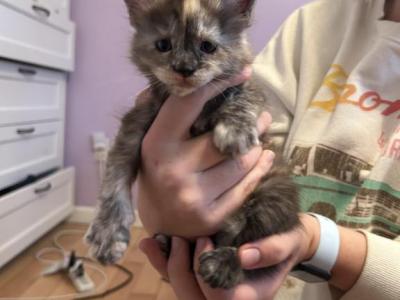 Ember Purebred Maine Coon - Maine Coon - Gallery Photo #1