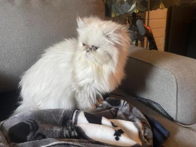 Beautiful Boy - Himalayan - Gallery Photo #1