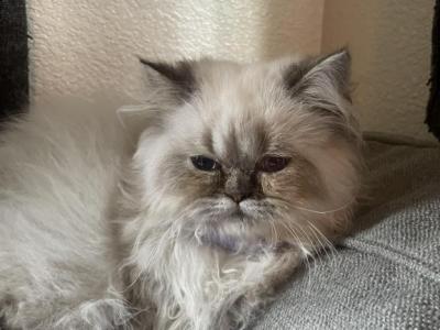 Pretty Boy - Himalayan - Gallery Photo #1