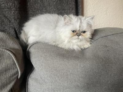 Snowflake - Himalayan - Gallery Photo #1