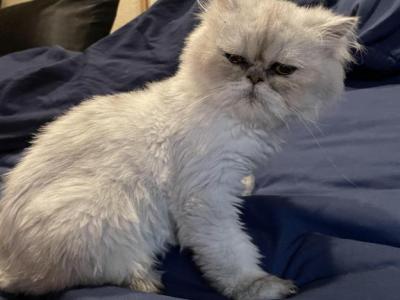 Snow - Himalayan - Gallery Photo #1