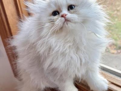 Layla - Maine Coon - Gallery Photo #1