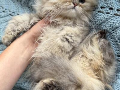 George - Selkirk Rex - Gallery Photo #1