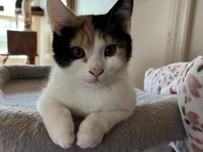 Sandy - American Shorthair - Gallery Photo #1