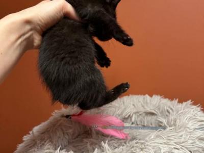 Kittens Bobtail - Japanese Bobtail - Gallery Photo #1