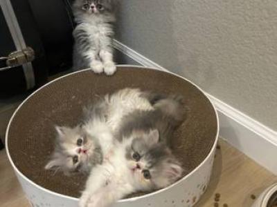 Persian Kittens - Persian - Gallery Photo #1