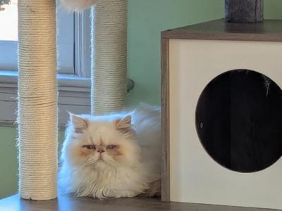 Cream Point Boy 2 - Himalayan - Gallery Photo #1