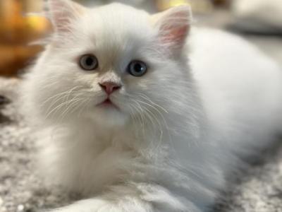 Timothy Christmas Litter D - Himalayan - Gallery Photo #1