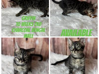 Griffin - Bengal - Gallery Photo #1