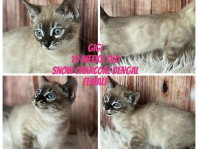 Gigi - Bengal - Gallery Photo #1
