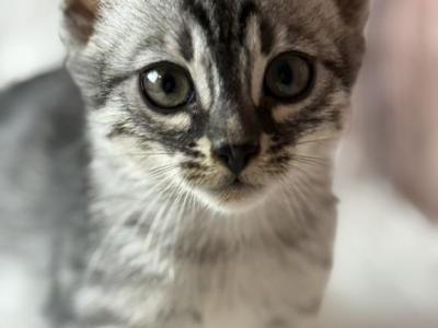 Gianna - Bengal - Gallery Photo #1