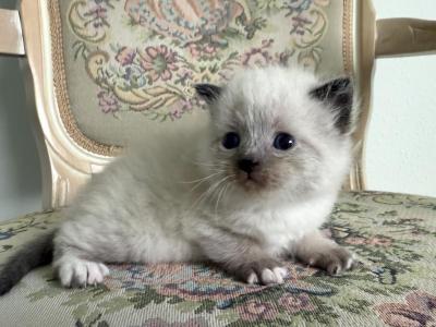 Scottish Straight Seal Point Male - Scottish Straight - Gallery Photo #1