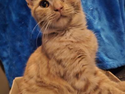 Monki - American Shorthair - Gallery Photo #1