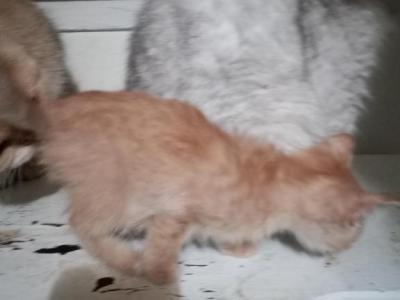 Little Orange - Scottish Straight - Gallery Photo #1