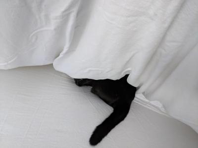 Merlin - American Shorthair - Gallery Photo #1