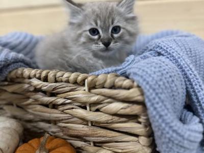 Ragdoll Kittens - Ragdoll - Gallery Photo #1