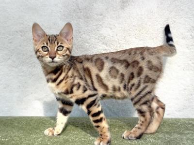 Kiara - Bengal - Gallery Photo #1