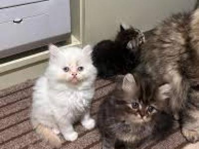 Maine Coon Persian Mix - Maine Coon - Gallery Photo #1