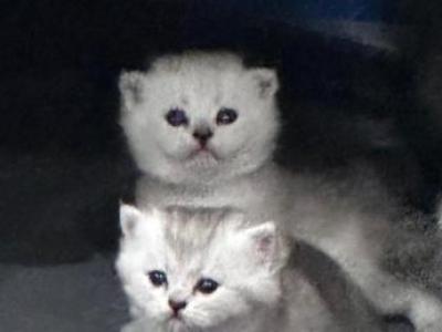 Boy And Girl - Scottish Straight - Gallery Photo #1