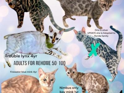 Several Adults Inquire For Info - Bengal - Gallery Photo #1